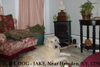 LOST DOG - JAKE, Near Hamden, NY, 13782